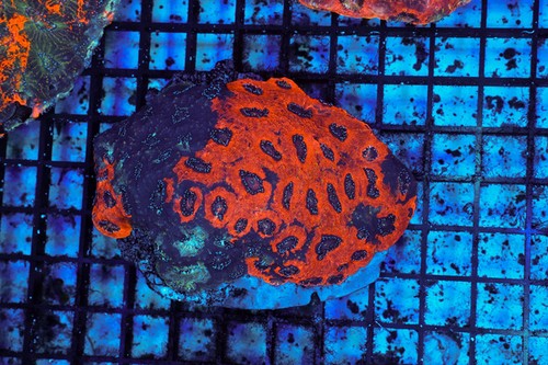 Void encrusting favia wysiwyg - void,