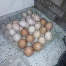 Bantam chicken Eggs mixed x 6