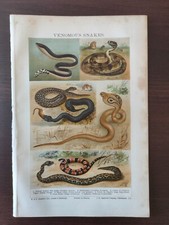  VINTAGE ORIGINAL CHROMOLITH.-NATURAL HISTORY-REPTILES-VENOMOUS SNAKES-1906-8