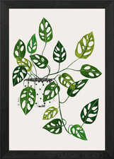 Monstera Obliqua Plant Framed