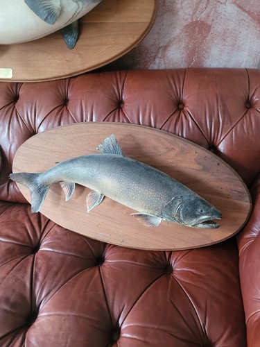 Taxidermy trout salmon - , carp