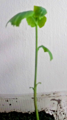 Gingko biloba tree young - gingko,