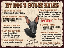 Peruvian Hairless Dog My Dog's