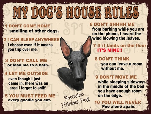 Peruvian hairless dog - peruvian, my