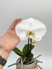 Phalaenopsis Singolo Tosha