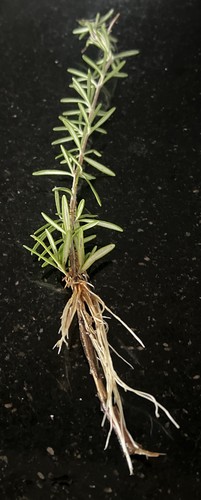 Rosemary plant evergreen - plant,