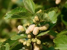 White Mulberry Fruit Tree