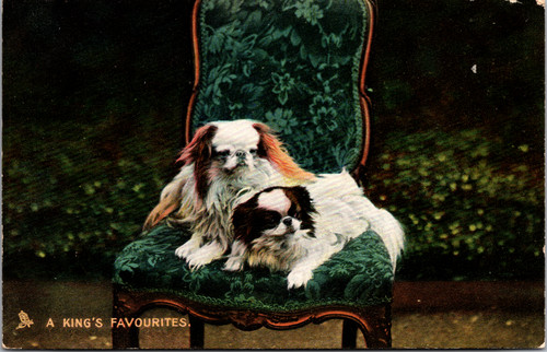 Postcard tuck pets puppies - postcard,