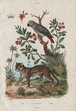 Jaco (African Grey Parrot). Jacquinia. Jaguar 1833 old antique print picture