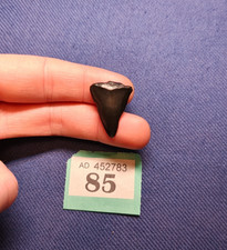 Fossil Mako Shark Tooth -