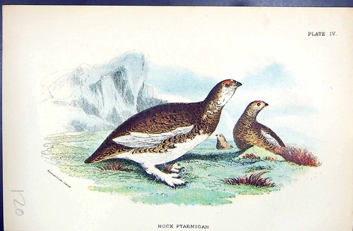 Antique old print - print, 1896