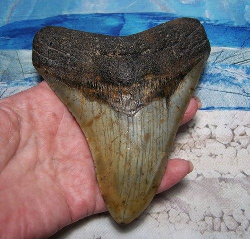 Megalodon shark tooth 16 - 5, 1/16"