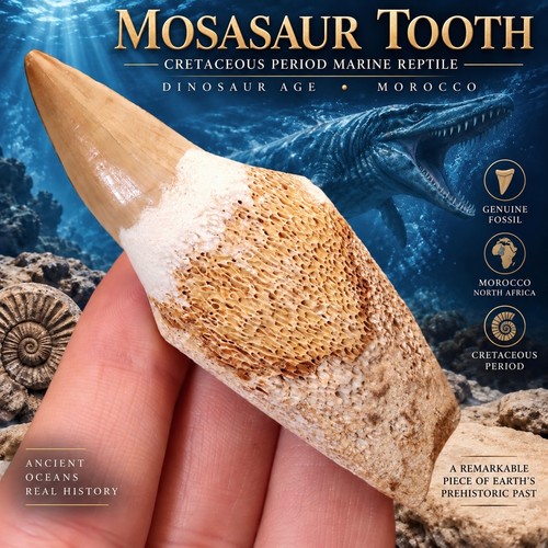 Rooted mosasaur tooth - tooth, fossil