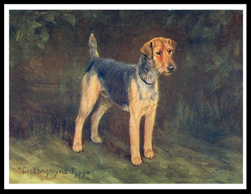 Welsh terrier vintage name - vintage,