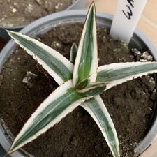 10.5cm Rare Plant Cacti Live