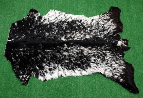 Goat western taxidermy hide - western,