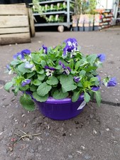 Purple Flowering Violas In Bowl | 21 CM Diameter | Ready Made Gift | Easy Care