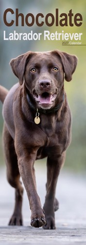 Chocolate labrador retriever - labrador,