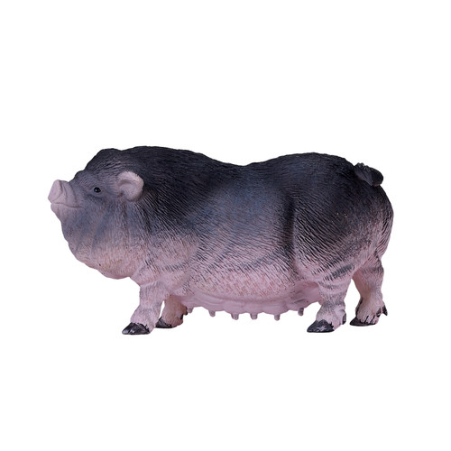 Pot bellied pig - pig, farm