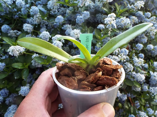 Paphiopedilum rothschildianum