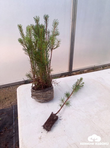 Scots pine pinus - x,