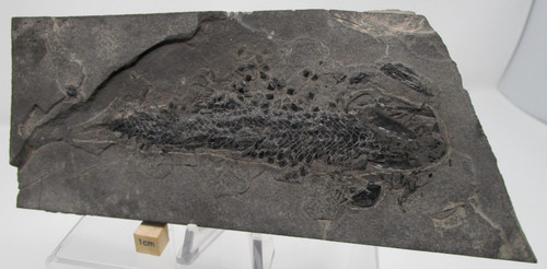Osteolepis macrolepidotus
