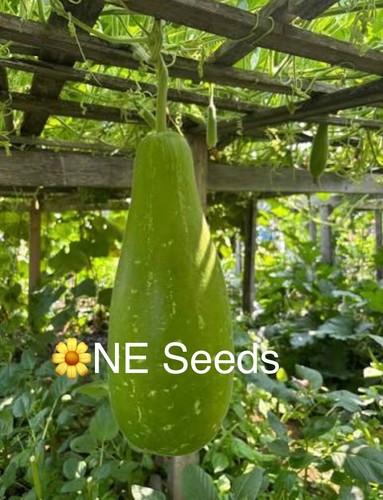 100 genuine bangladeshi - 🌼,