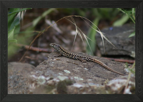 Lizard rock framed wall - rock,