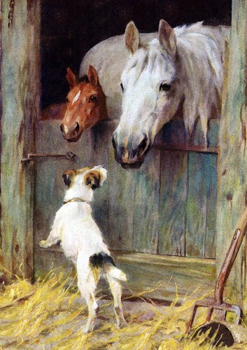 Jack russell wire fox - russell,