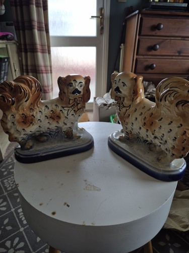 Staffordshire pekingese dogs - staffordshire,