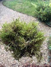 1kg Live Organic Moss freshly