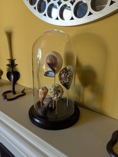Acrylic Cloche Display Dome With Shells