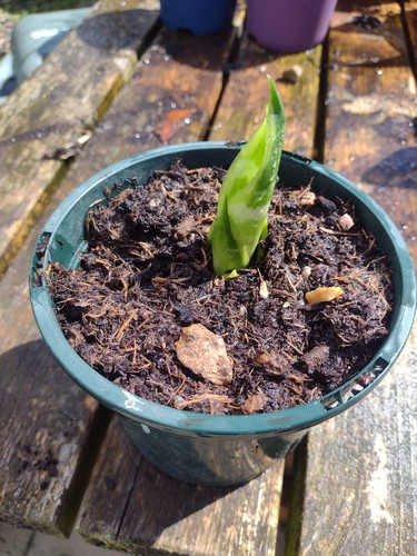 Sansevieria trifasciata 3 - trifasciata,