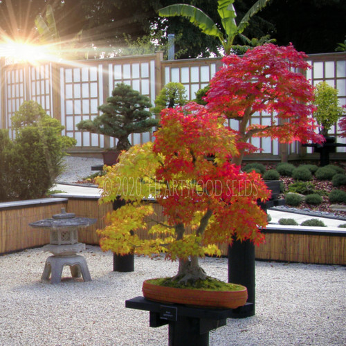 Acer palmatum japanese maple - palmatum,