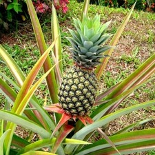 PINEAPPLE SEEDS VERY RARE FRESH Grow your own EDIBLE Fruit tree plant Houseplant