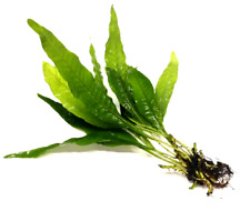Java Fern "Large" Microsorum Pteropus Live Aquarium Plants Aquascaping Fish Tank