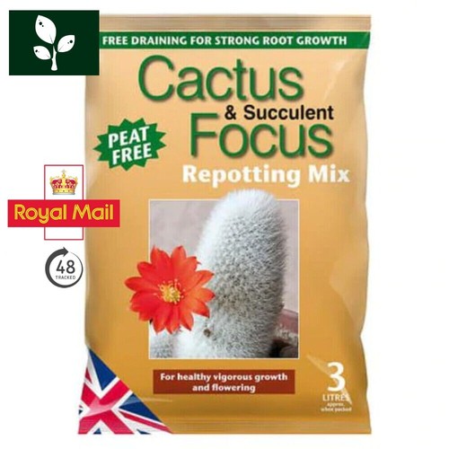 Cactus and succulent focus - cactus,