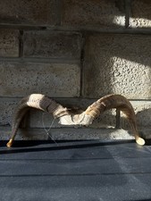 Taxidermy Real Ram Horns Wall