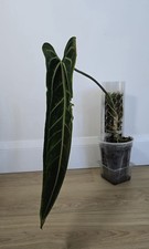 Anthurium warocqueanum dark