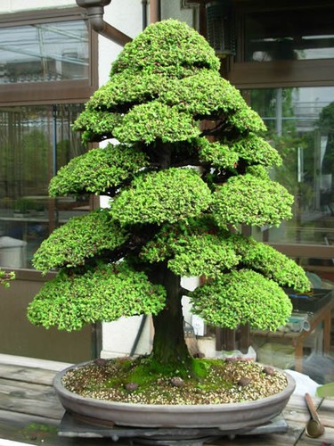 Cryptomeria japonica japanese - cryptomeria, (japanese