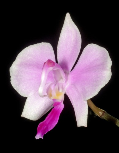 Rare phalaenopsis lowii orchid - rare,