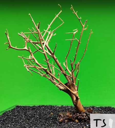 Small wood bonsai tree with - wood,