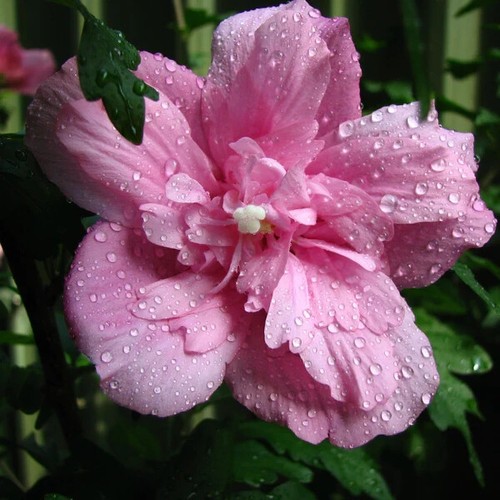 2xhibiscus ardens hardy - 'ardens',