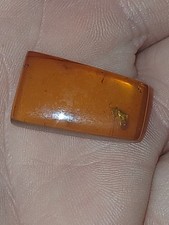 Amber With 100 Million Old Mosquito