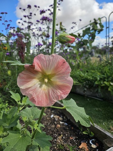 Hollyhock alcea seeds - hollyhock,