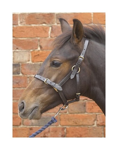 Leather foal head - head, collar