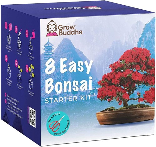 Bonsai tree kit - kit, your