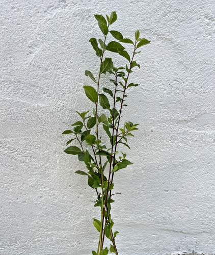 Wild blackthorn prunus spinosa - wild,