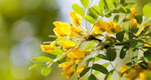 Siberian pea tree shrub - tree,