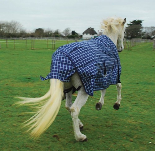 Rhinegold atlanta turnout rug - rhinegold,